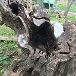 Oltrealmare Civezza