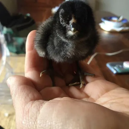 Oltrealmare דירה Civezza