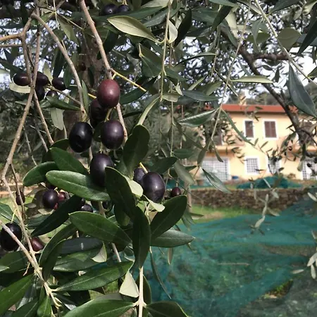 דירה Oltrealmare *