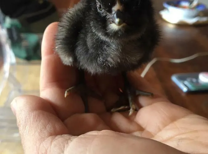 Oltrealmare شقة Civezza